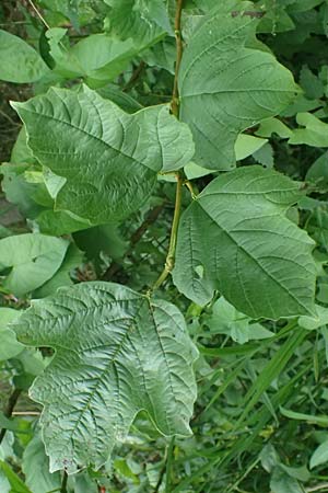 Viburnum opulus \ Gewhnlicher Schneeball, Wasser-Schneeball / Guelder Rose, Highbush Cranberry, D Mudau 15.8.2023