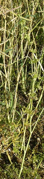 Galium tricornutum \ Dreihrniges Labkraut / Corn Cleavers, Roughfruit Corn Bedstraw, D Mühlacker-Großglattbach 6.7.2015