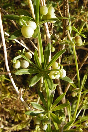 Galium tricornutum \ Dreihrniges Labkraut / Corn Cleavers, Roughfruit Corn Bedstraw, D Mühlacker-Großglattbach 6.7.2015