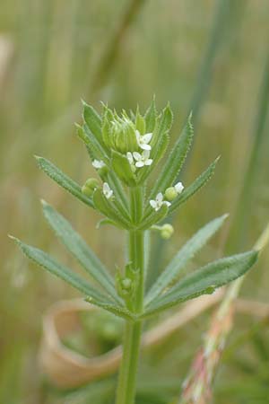 Galium tricornutum \ Dreihrniges Labkraut, D Mühlacker-Großglattbach 26.6.2016