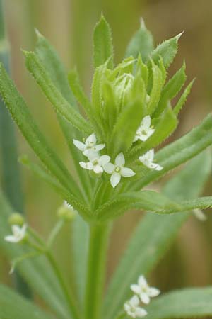 Galium tricornutum \ Dreihrniges Labkraut / Corn Cleavers, Roughfruit Corn Bedstraw, D Mühlacker-Großglattbach 26.6.2016