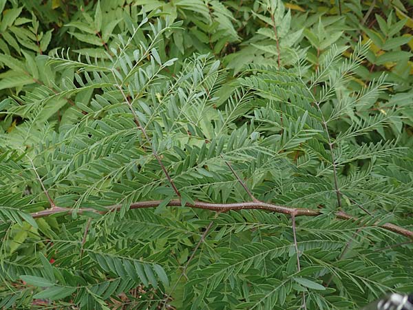 Gleditsia triacanthos \ Amerikanische Gleditschie, Lederhlsenbaum, D Mannheim 2.9.2018