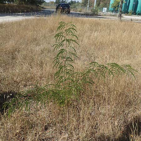 Gleditsia triacanthos \ Amerikanische Gleditschie, Lederhlsenbaum / Honey Locust, D Mannheim 16.9.2018