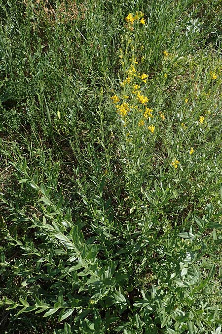 Genista tinctoria \ Frber-Ginster / Dyer's Greenweed, D Schifferstadt 12.8.2022