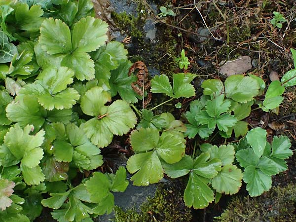 Geum ternatum \ Dreiblttrige Waldsteinie, Teppich-Ungarwurz, D Monschau 28.7.2023