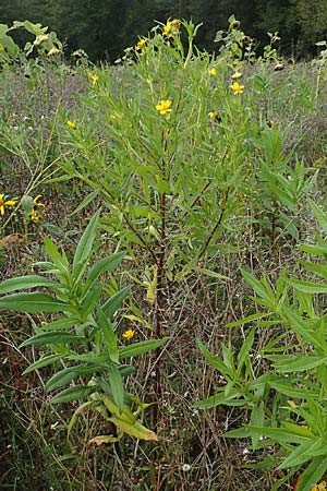 Guizotia abyssinica \ Ramtillkraut, Nigersaat / Niger, Gingelli, D Mosbach-Eisenbusch 8.9.2015