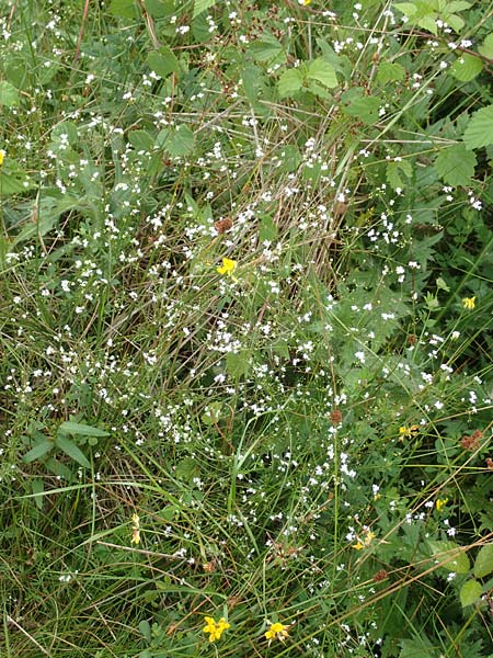 Galium uliginosum \ Moor-Labkraut, D Kleinwallstadt am Main 16.7.2016