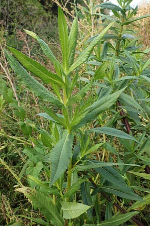 Guizotia abyssinica \ Ramtillkraut, Nigersaat, D Mannheim 3.10.2017