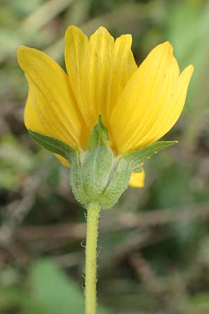 Guizotia abyssinica \ Ramtillkraut, Nigersaat / Niger, Gingelli, D Mannheim 3.10.2017