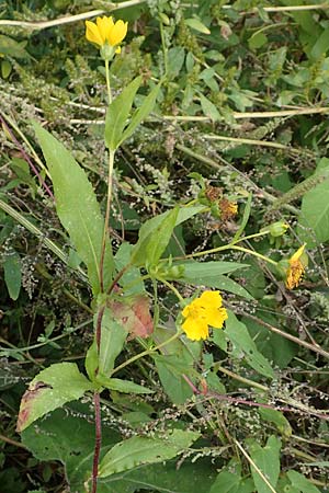 Guizotia abyssinica / Niger, Gingelli, D Mannheim 3.10.2017