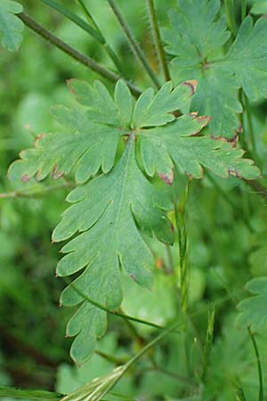 Geranium urbanum \ Stadt-Storchschnabel, D Aachen 24.5.2018