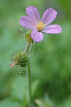 Geranium urbanum \ Stadt-Storchschnabel / City Crane's-Bill, D Aachen 24.5.2018