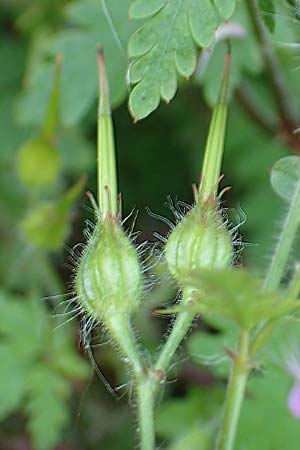 Geranium urbanum / City Crane's-Bill, D Aachen 24.5.2018