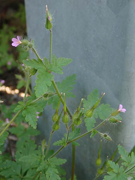 Geranium urbanum / City Crane's-Bill, D Aachen 24.5.2018