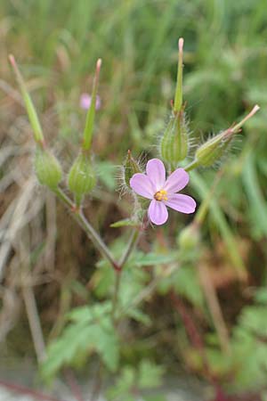 Geranium urbanum \ Stadt-Storchschnabel, D Aachen 24.5.2018