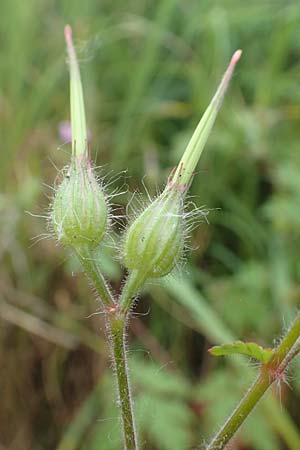 Geranium urbanum \ Stadt-Storchschnabel / City Crane's-Bill, D Aachen 24.5.2018