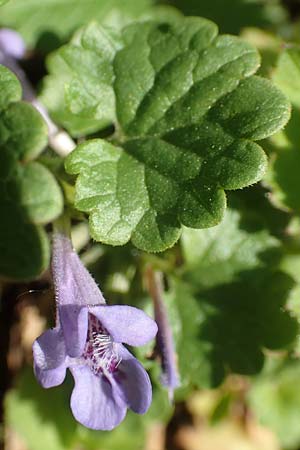 Glechoma hederacea \ Gundermann, Gundelrebe, D Frankfurt-Niederrad 21.4.2019