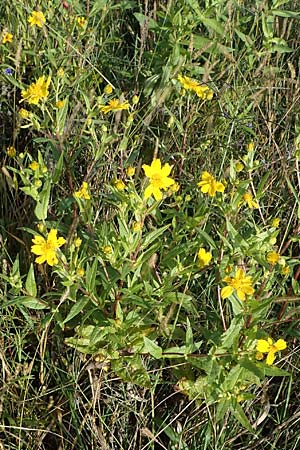 Guizotia abyssinica / Niger, Gingelli, D Meißenheim 29.10.2022