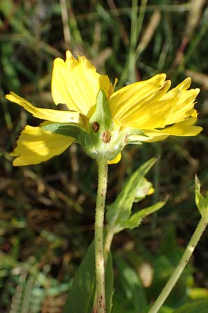 Guizotia abyssinica \ Ramtillkraut, Nigersaat / Niger, Gingelli, D Meißenheim 29.10.2022