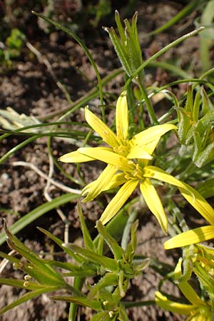 Gagea villosa \ Acker-Gelbstern / Hairy Star of Bethlehem, D Östringen-Eichelberg 18.3.2016