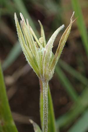 Gagea villosa / Hairy Star of Bethlehem, D Neuleiningen 13.4.2021