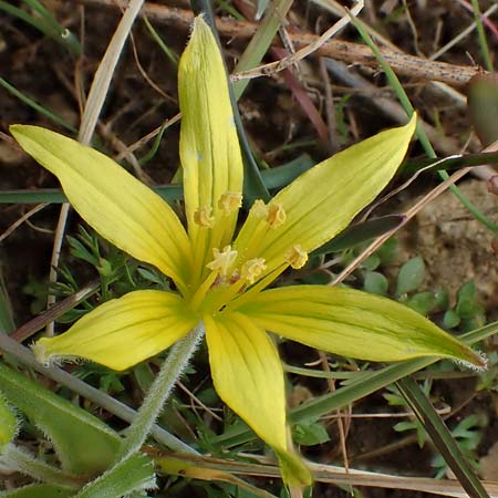 Gagea villosa \ Acker-Gelbstern / Hairy Star of Bethlehem, D Neuleiningen 16.3.2022