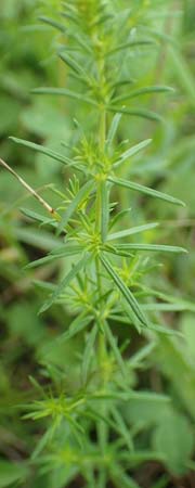 Galium wirtgenii \ Wirtgens Labkraut, D Groß-Gerau 28.7.2017