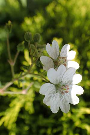 Geranium pyrenaicum \ Pyrenen-Storchschnabel, D Eberbach 11.5.2018