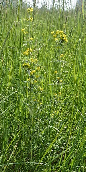 Galium wirtgenii \ Wirtgens Labkraut / Wirtgen's Bedstraw, D Lampertheim 12.5.2018