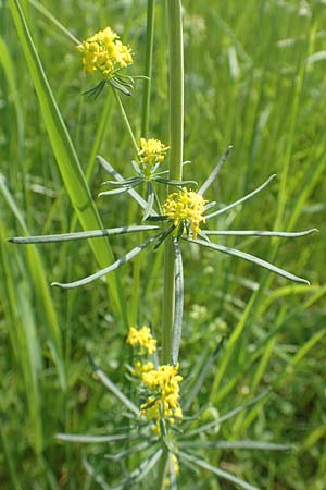 Galium wirtgenii \ Wirtgens Labkraut / Wirtgen's Bedstraw, D Lampertheim 12.5.2018