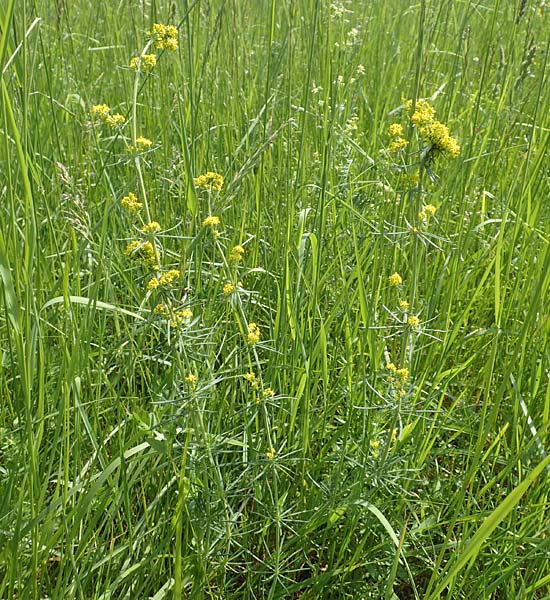 Galium wirtgenii \ Wirtgens Labkraut, D Lampertheim 12.5.2018