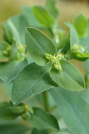 Euphorbia peplus \ Garten-Wolfsmilch / Petty Spurge, D Alsbach 27.10.2018