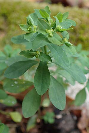 Euphorbia peplus \ Garten-Wolfsmilch / Petty Spurge, D Alsbach 27.10.2018