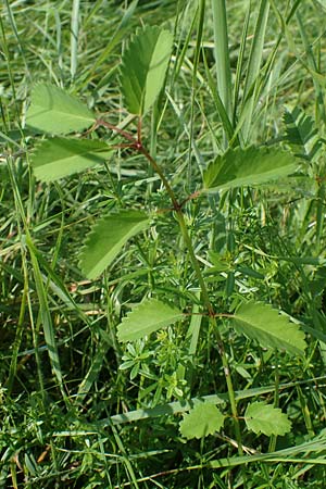 Sanguisorba officinalis \ Groer Wiesenknopf, D Odenwald, Fürth 21.8.2021