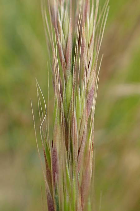 Festuca myuros \ Museschwanz-Federschwingel, Gewhnlicher Federschwingel / Rat's-Tail Fescue, D Waltrop 14.6.2018