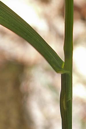 Poa nemoralis \ Hain-Rispengras / Wood Meadow Grass, D Neustadt an der Weinstraße 2.6.2019