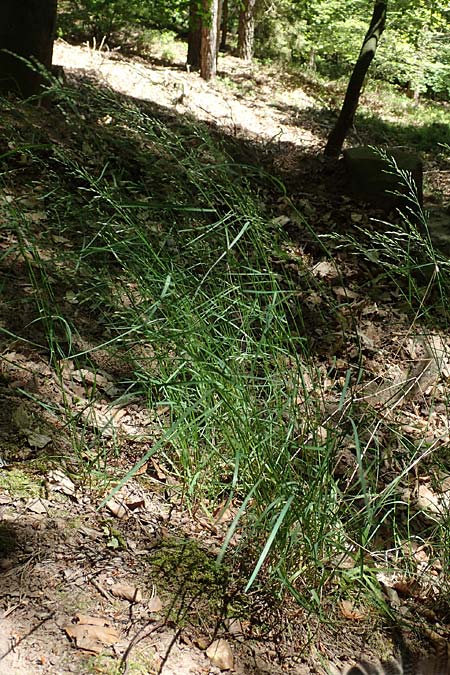 Poa nemoralis \ Hain-Rispengras / Wood Meadow Grass, D Neustadt an der Weinstraße 2.6.2019