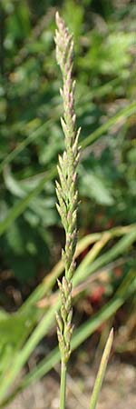 Festuca arundinacea \ Rohr-Schwingel / Tall Fescue, D Germersheim 4.6.2019