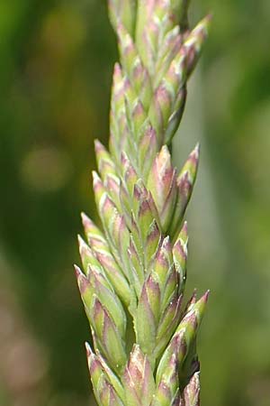 Festuca arundinacea \ Rohr-Schwingel / Tall Fescue, D Germersheim 4.6.2019