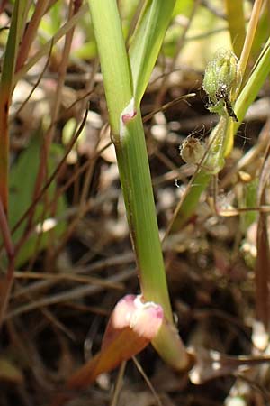 Festuca arundinacea \ Rohr-Schwingel / Tall Fescue, D Germersheim 4.6.2019