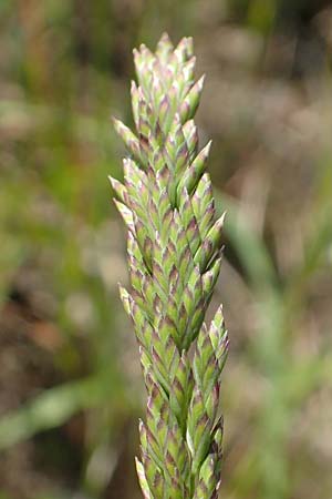 Festuca arundinacea \ Rohr-Schwingel / Tall Fescue, D Germersheim 4.6.2019