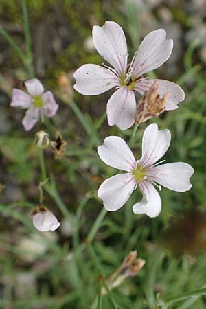 Petrorhagia saxifraga \ Steinbrech-Felsennelke, D Mannheim 15.10.2019