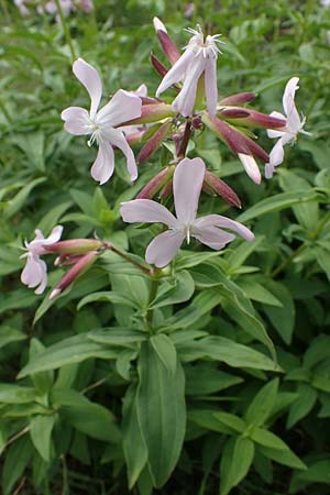 Saponaria officinalis \ Gemeines Seifenkraut, D Lampertheim 27.8.2021