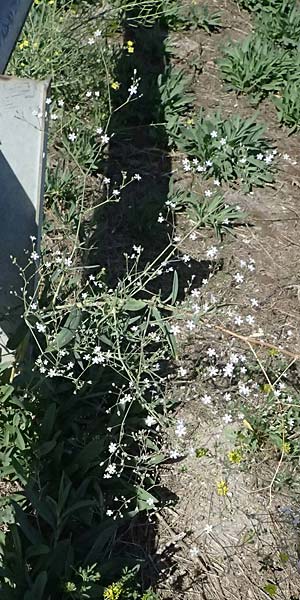 Gypsophila scorzonerifolia \ Schwarzwurzel-Gipskraut, D Mannheim 10.9.2023