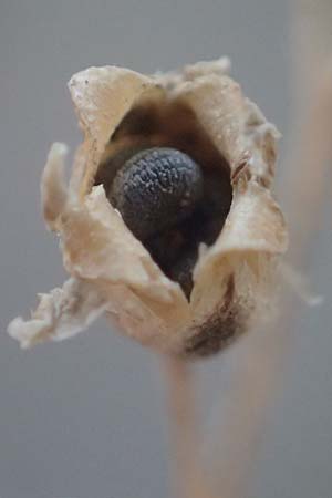 Gypsophila scorzonerifolia / Garden Baby's Breath, D Mannheim 10.9.2023