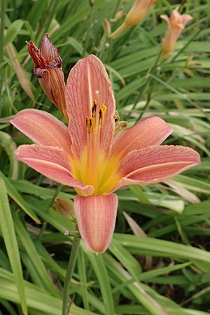 Hemerocallis fulva \ Gelbrote Taglilie / Common Day Lily, D Weinheim an der Bergstraße 21.6.2015