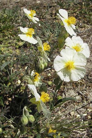 Helianthemum apenninum / White Rock-Rose, D Karlstadt 30.4.2007