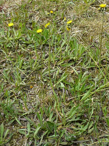 Hieracium arvicola \ Rain-Habichtskraut / Lynchet Hawkweed, D Theisbergstegen 24.5.2015