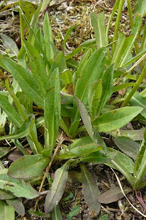 Hieracium arvicola \ Rain-Habichtskraut, D Theisbergstegen 24.5.2015
