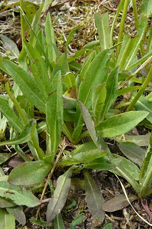 Hieracium arvicola \ Rain-Habichtskraut / Lynchet Hawkweed, D Theisbergstegen 24.5.2015